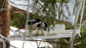 птички кушают