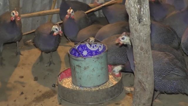 Guinea Fowl Farm - Guinea Fowl Farming Business Opportunity To Earn Money