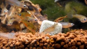Fütterung Amanogarnelen - Caridina multidentata und Neon Reiskärpfling  - Oryzias woworae