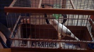 RUSSIAN CANARY-РУССКАЯ КАНАРЕЙКА Б.С