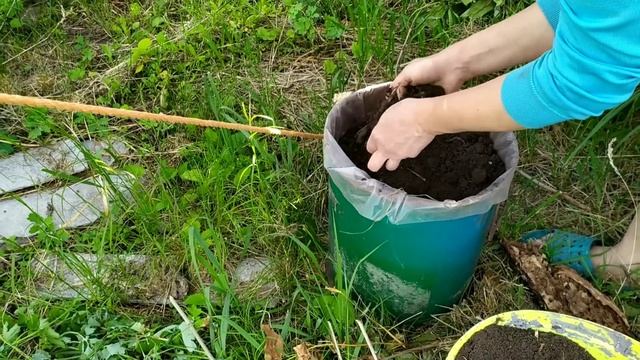 Первый раз сею огурцы в ведра смотреть онлайн