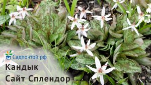 Кандык европейский Вайт Сплендор, Еrythronium White Splendour. Питомник Садпочтой.рф #садпочтой