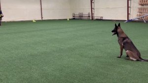 Казакова Ксения и малинуа Джанико Газа, 2года. Готовимся к IGP.