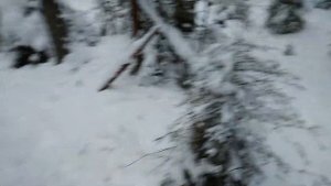 Проверка капканов на куницу!