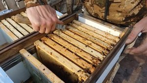 Зимовка запасных маток в нуклеусах.