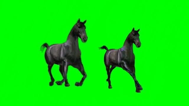   GALLOP HORSES   MOTION greenscreen effects - chroma key animations Footage VIDEO HD 1080