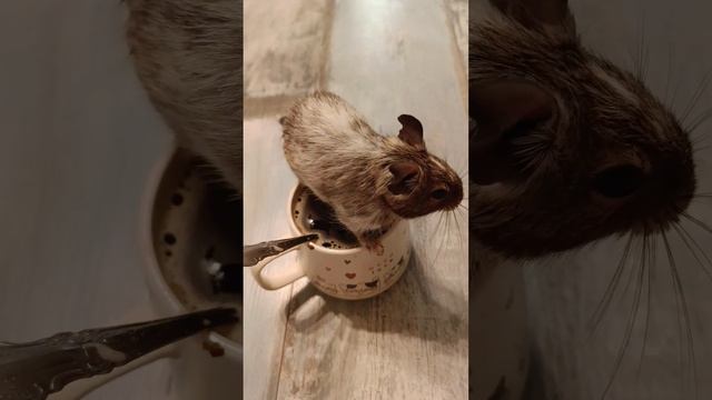 БЕЛКА ЧИП #дегу #хомяк #морскаясвинка #белка #любовь #animals #жизненныйпуть #love #cute