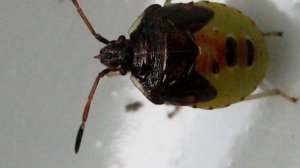 Клоп-вонючка.