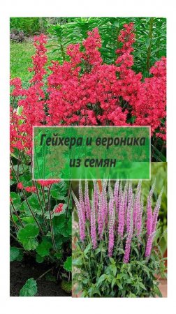 Цветы на даче. Вы тоже так умеете? Гейхера и вероника из семян #38