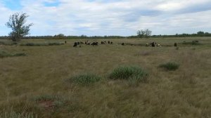 Сколько пасти овец? Сколько по времени мы пасем овец. Сколько нужно вообще...