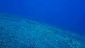 Подводная охота на Тенерифе: Перенимаю опыт у местного охотника