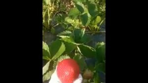 Клубника ХАНСАЛОЛА. Обзор сорта короткого светового дня.