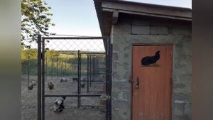 куры Суматра бойцовые куры
