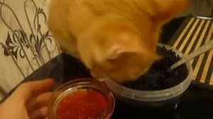 кот-гурман ест икру