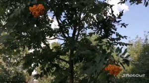 Любимая ❤️☀️Поёт Сергей Орлов.