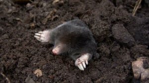 Как избавиться от крота. Ритуал избавления от крота.