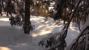 Глухарь, взлетающий из лунки а снегу