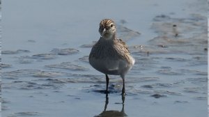 1100823 The long-toed stint foraging at Ta-Yuan wetland.