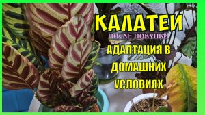 Калатея. Адаптация цветов в домашних условиях после покупки. Обзор. Январь 2025 г