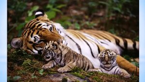 песня Тигрёнок