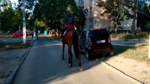 девушка на лошади
