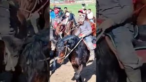 Жакшылык Балбан ,Ростов-на-Дону шаарында Аламан улак, #кокбору #улак #кокпар #бускаши #россиятулпар