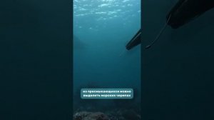 фауна Индийского Океана