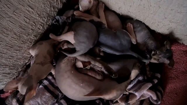 Сфинксячья котосемья. С Клепой ( не мама-кошка)