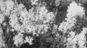 Школфильм - Опыление Растений Насекомыми скан 16мм