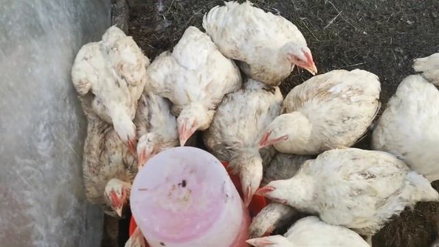Опять потери в хозяйстве // Бройлер гибнет от жары.