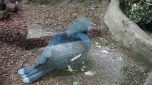 Московский зоопарк. Венценосный голубь.