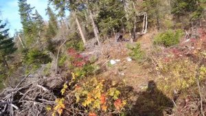 Медведь Разломал Баню и Избу-Один в Глухую Тайгу на РёВ Изюбра - но- Приехал к Медведю Домушнику