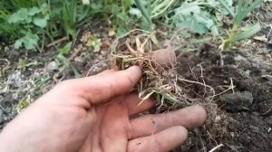 Новые рекорды БАРМАТУХИ/Как сделать весеннюю БАРМАТУХУ/ Как её правильно разбавлять/Картошка №490/2