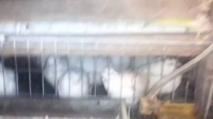 инкубация перепелов без переворота.