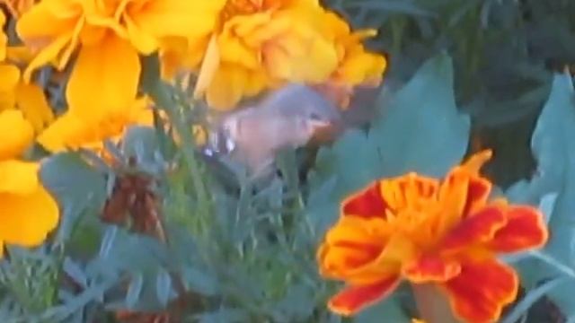Крымская колибри. Crimean hummingbirds