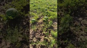 бахча 2021 крупный арбуз барака