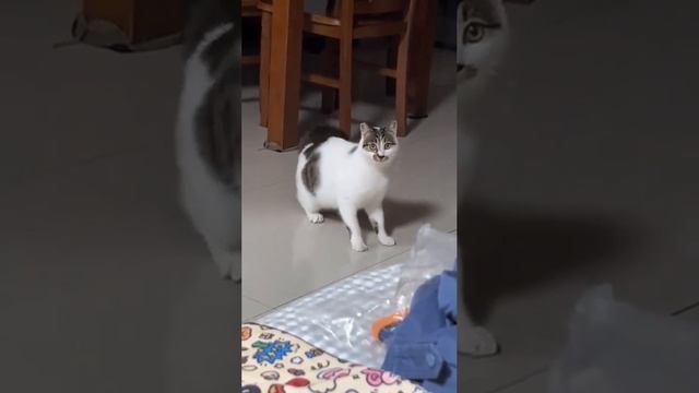 Смешной кот. смотреть онлайн