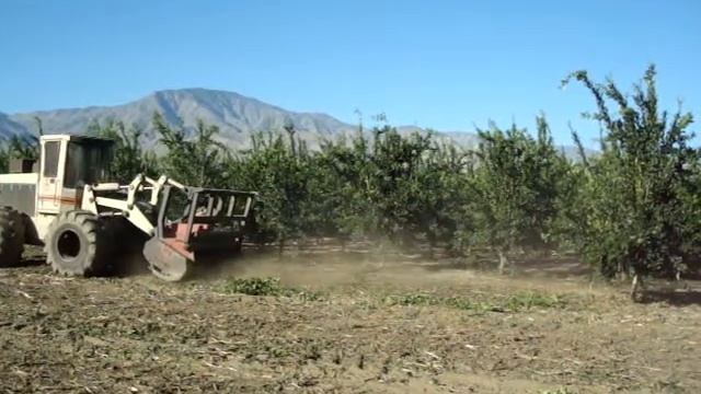 Kaffir Lime Tree Grinding смотреть онлайн