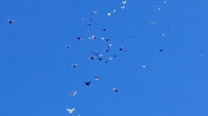 Голуби Калмыкии