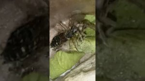 кормим стафилина мотыльком.