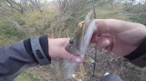 Tsuribito Deep Shad 55F