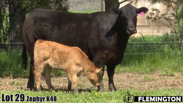 Lot 29 FLEMINGTON ZEPHYR K48 (P) (B) (PF) смотреть онлайн