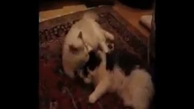 Marzipan grooms Istra смотреть онлайн