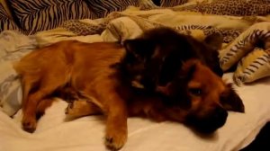 В одной квартире жили котёнок и щенок  Приятелями были котёнок и щенок. 1