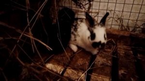 самая любимая порода кроликов бабочка