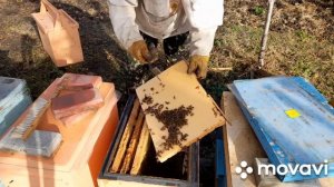 ❗ЗИМОВКА СЛАБЫХ ПЧЕЛОСЕМЕЙ❗🐝 1.11.23 г.  #пчелы #пасека #пчеловодство #зимовка_пчёл