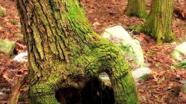 Лесорубы спилили дерево, а внутри обнаружили шокирующую находку. От такого мурашки по коже! смотреть онлайн