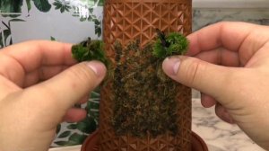 вертикальная клумба для хищных растений