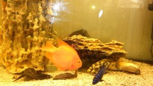 Цихлиды в аквариуме