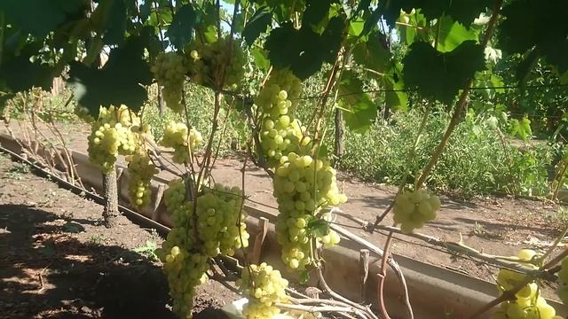 Лето 🍇 виноГрад 🌵 ранчо